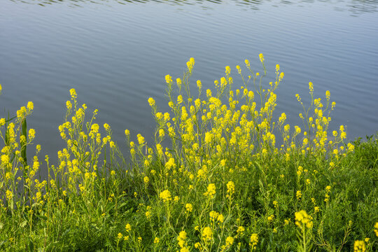 河边的野油菜花