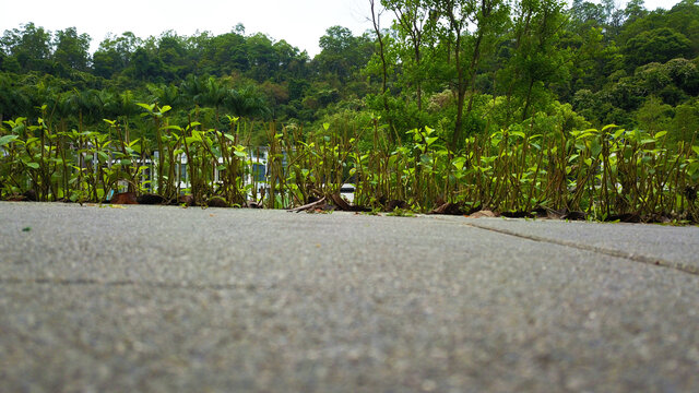 路边草地