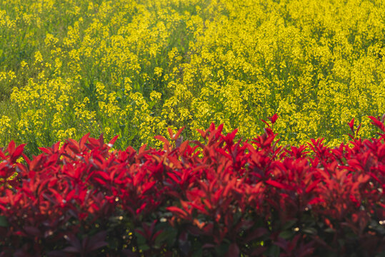 油菜花