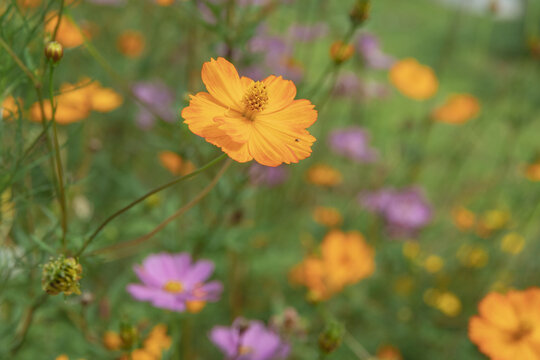 桑格花