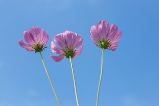 桑格花蓝天白云