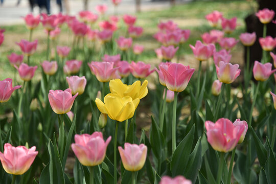 国家植物园郁金香花盛开