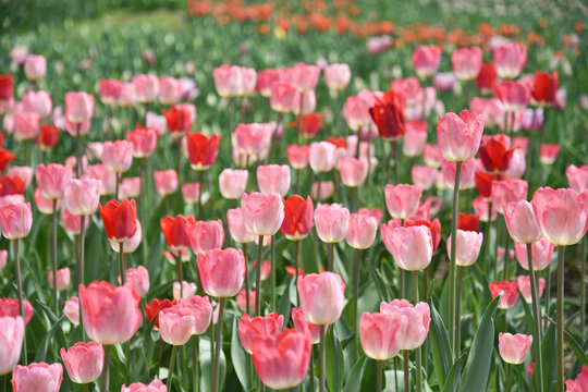 国家植物园郁金香花盛开