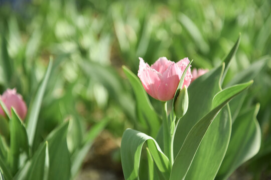 国家植物园郁金香花盛开