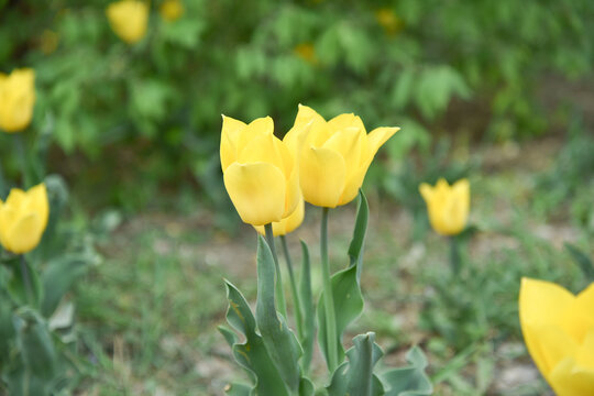 国家植物园郁金香花盛开