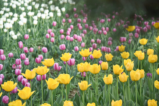 国家植物园郁金香花盛开