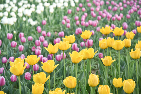 国家植物园郁金香花盛开