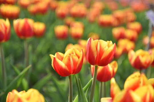 国家植物园郁金香花盛开