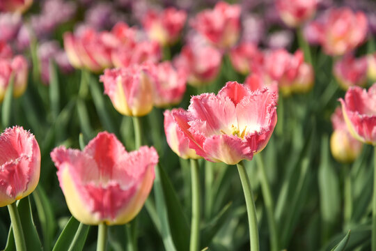 国家植物园郁金香花盛开