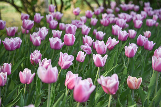 国家植物园郁金香花盛开