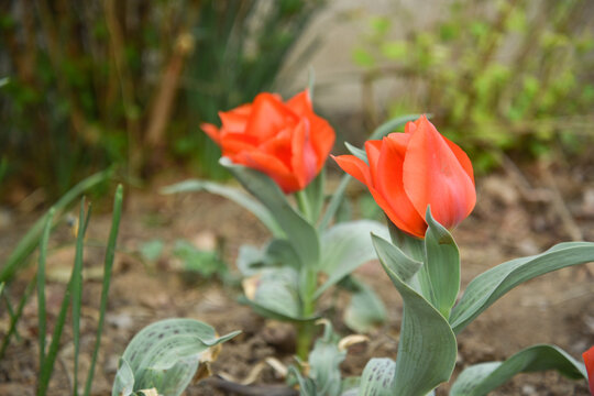 国家植物园郁金香花盛开