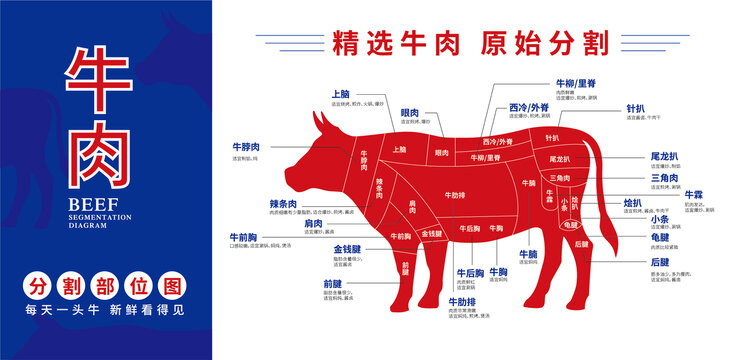 牛肉分解圖