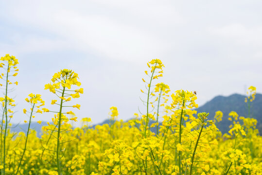 油菜花海