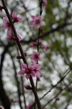 雨后桃花