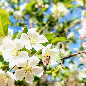 蜜蜂采蜜忙