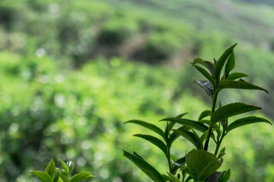 凤凰单枞茶山