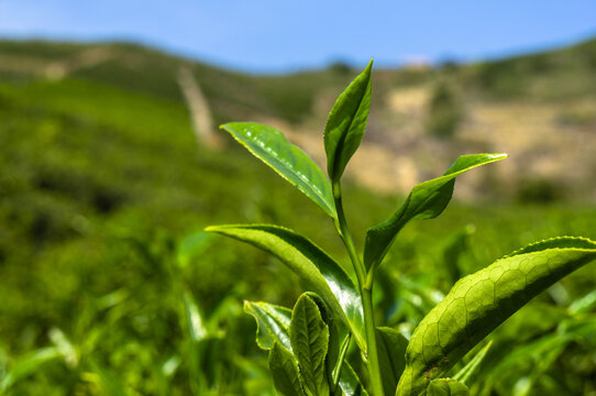 凤凰单枞茶山