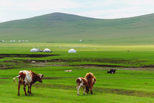 草原蒙古包牧场牛群