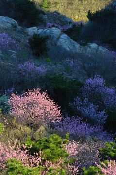 山桃花