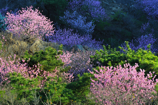 山桃花