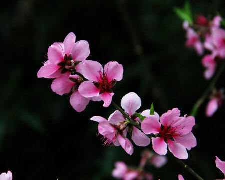 桃花