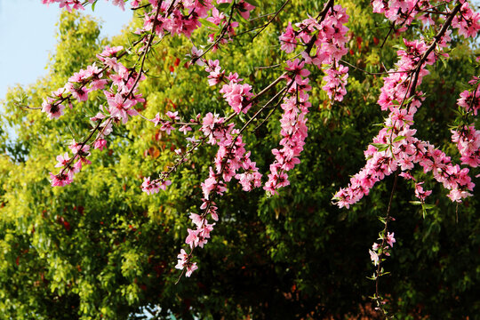 桃花满枝