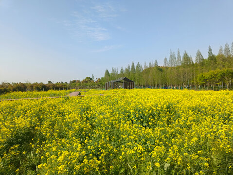 乡村油菜花