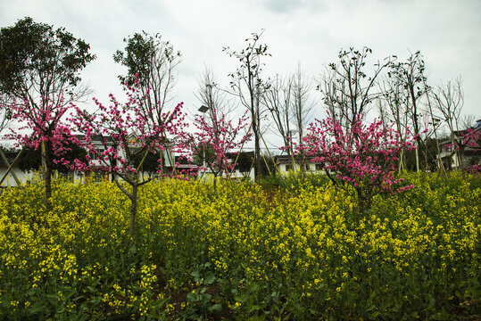 桃花桃花园