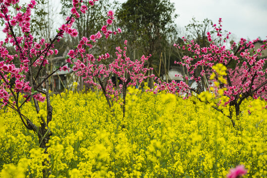 桃花桃花园