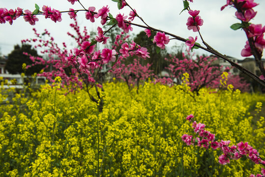 桃花桃花园