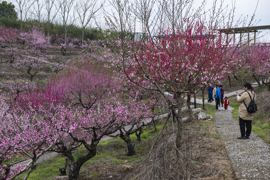 桃花桃花园