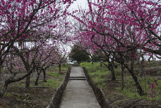 桃花桃花园