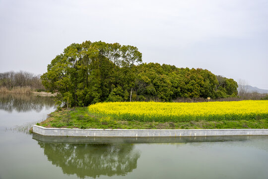 春天河边盛开的油菜花田