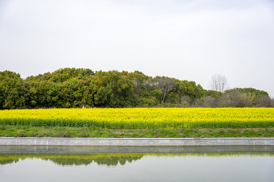 春天河边盛开的油菜花田