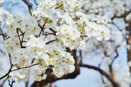 梨花背景素材