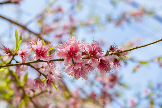 桃花特写