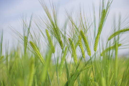 绿色小麦