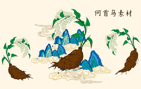 何首烏