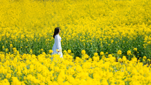 春天油菜花中赏花