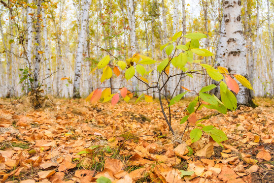 秋天白桦林落叶遍地小树