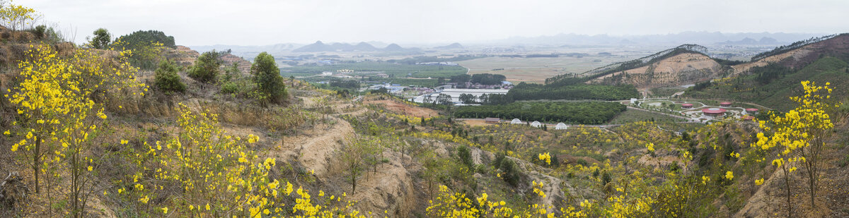 雅江油茶小镇