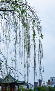 惠州西湖柳树风景