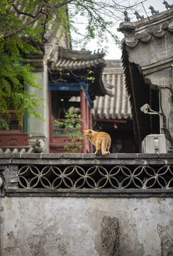 北京法源寺猫咪