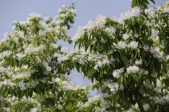 流苏树花