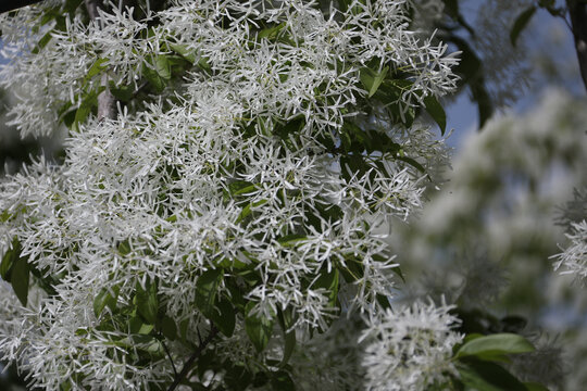 流苏树花