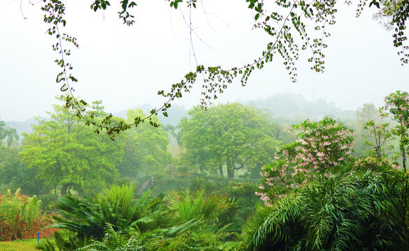 雨林风景画