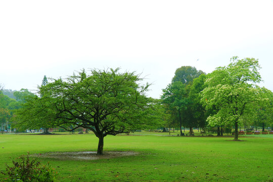 树和绿草地