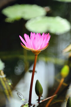 莲花特写