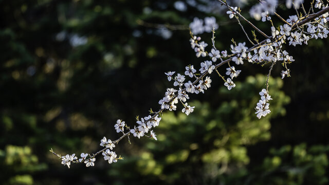 盛开的桃花