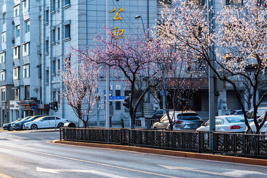 桃花盛开的中国长春城区景观